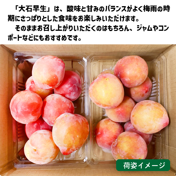 和歌山県産 すもも 大石早生 約1kg (約500g×2パック ) 2Lサイズ以上 2L 3L プラム スモモ
