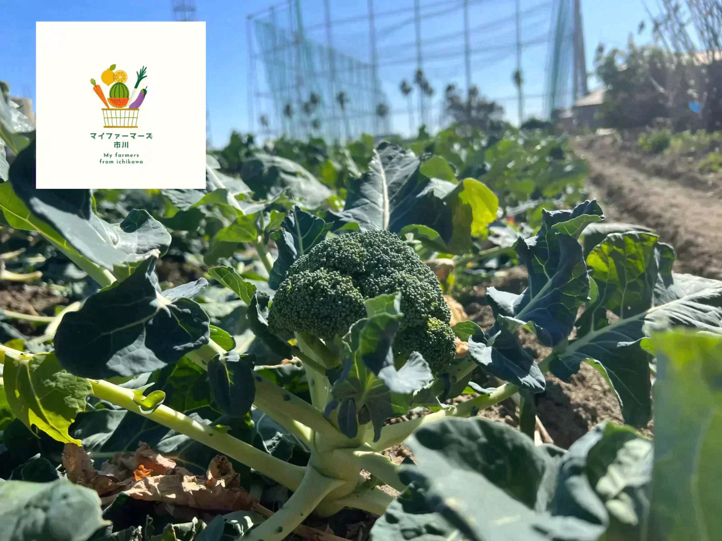 【2022年度 国内No.1獲得！】 クール便 市場直送！ 野菜セット 詰め合わせ 80サイズ箱 【 福袋 】玉ねぎ にんじん じゃがいも みかん 桃 シャインマスカット 食品 料理 フルーツ 果物 ギフト 贈答 お中元 お祝い 正月 謹賀新年