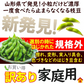 【8月中旬-9月上旬頃発送】訳あり 枝豆 だだちゃ豆 約1kg ご家庭用 えだまめ エダマメ まめ マメ 産地直送 冷蔵便