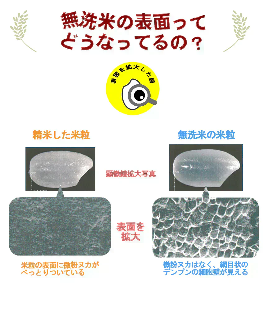 【令和6年産】無洗米 あきたこまち 無洗米 10kg 秋田小町 5kg×2 2024年産 人気銘柄