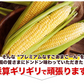 【TVで紹介】とうもろこし 卯野農場 すごあまこーん 12本入り 【3L~Lサイズ / 約3.6kg-4.8kg前後】  朝採り スイートコーン 《7-14営業日以内に発送予定（土日祝除く）》