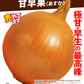 玉ねぎ苗（超極早生）甘早果 あすか 50本