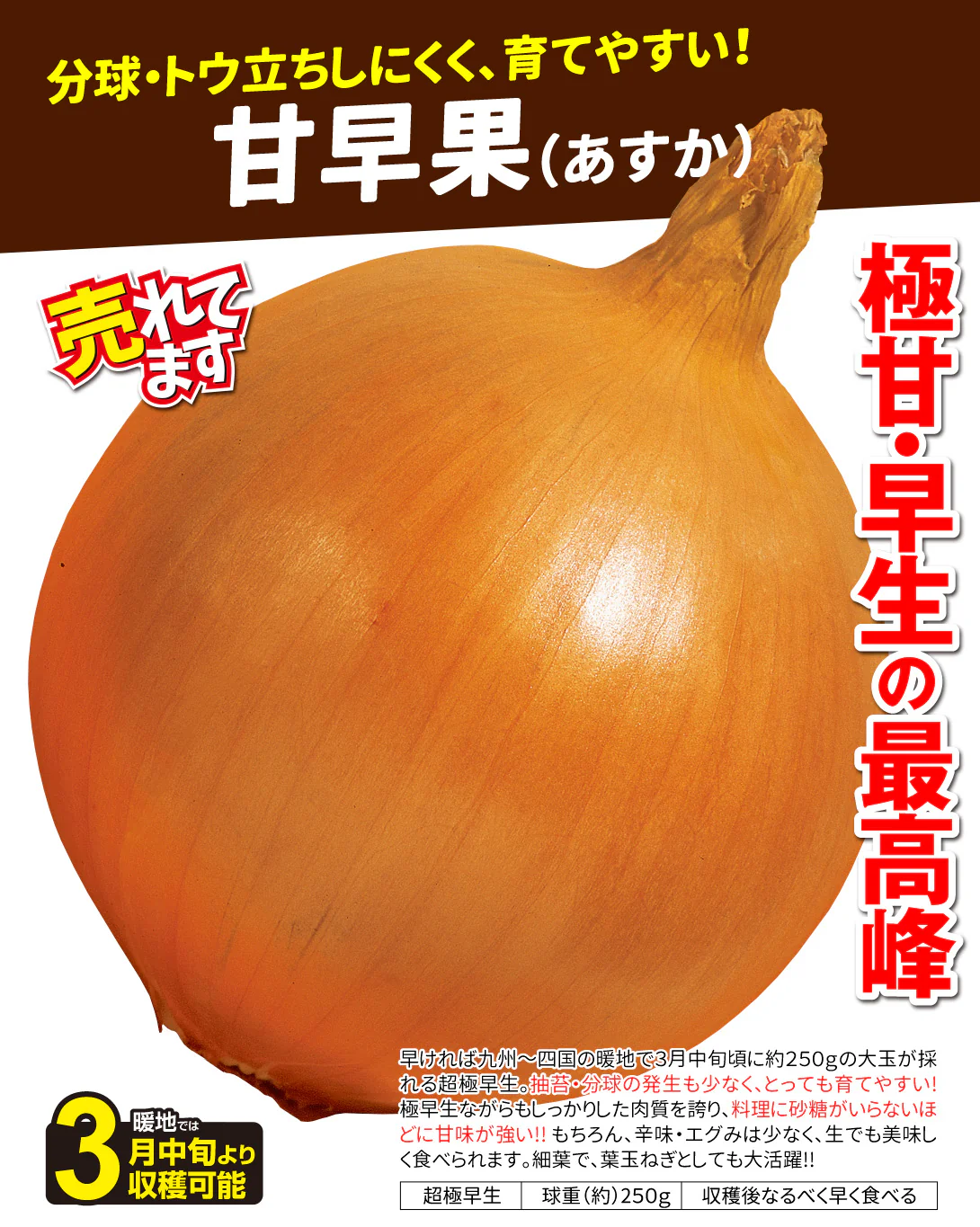 玉ねぎ苗（超極早生）甘早果 あすか 50本