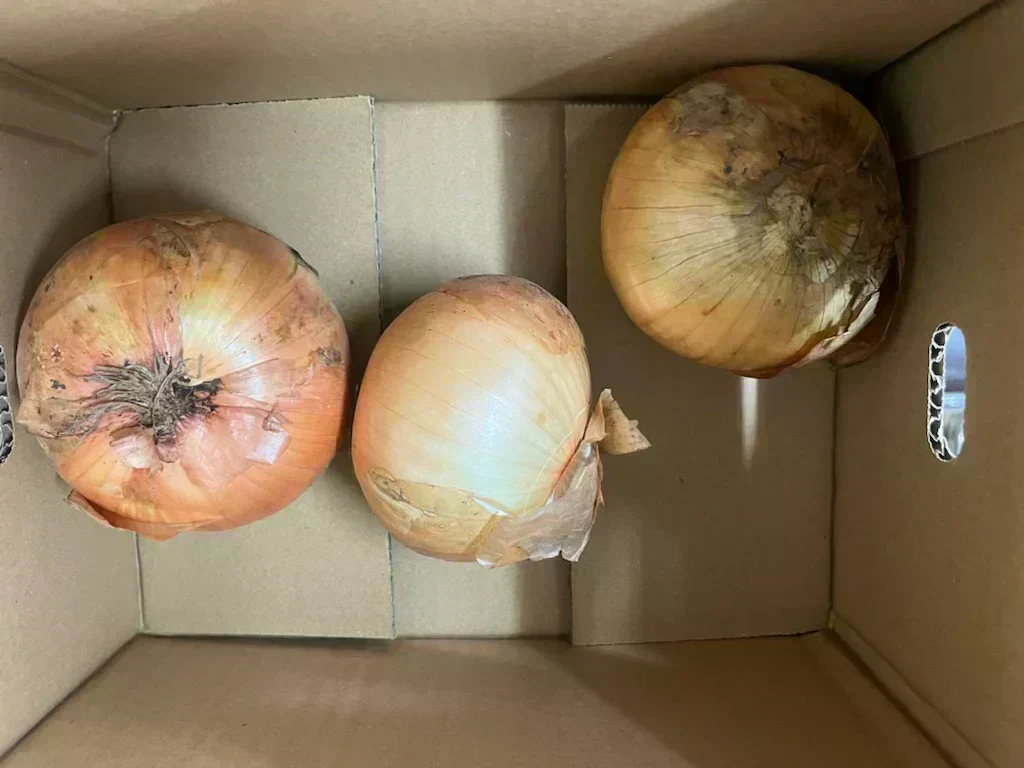 たまねぎ 約900g〜1kg「補償分600g、本商品300g」 60サイズ※全国配送可能【カウシェファーム収穫対象商品】新玉ねぎ