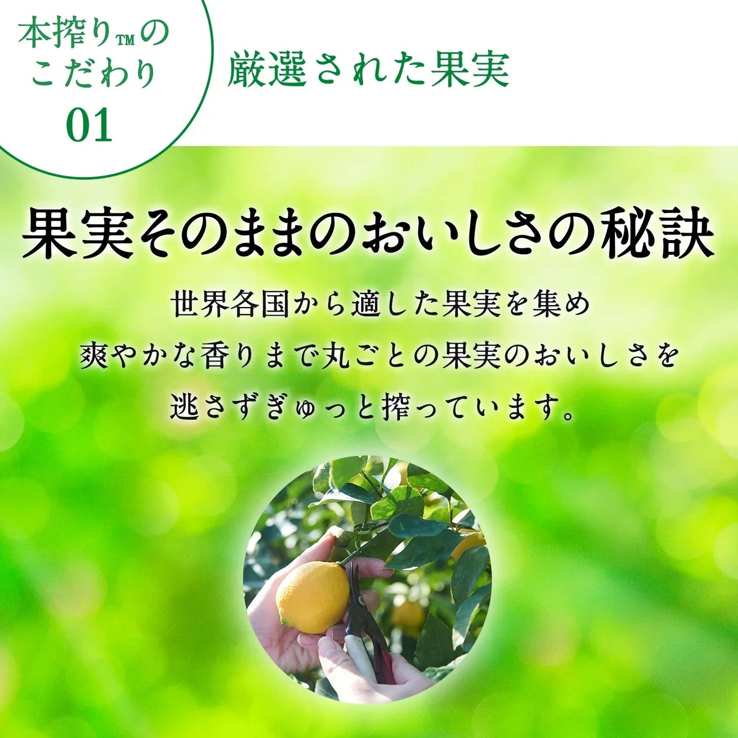 キリン 本搾り グレープフルーツ 350ml×2ケース /48本 YTR