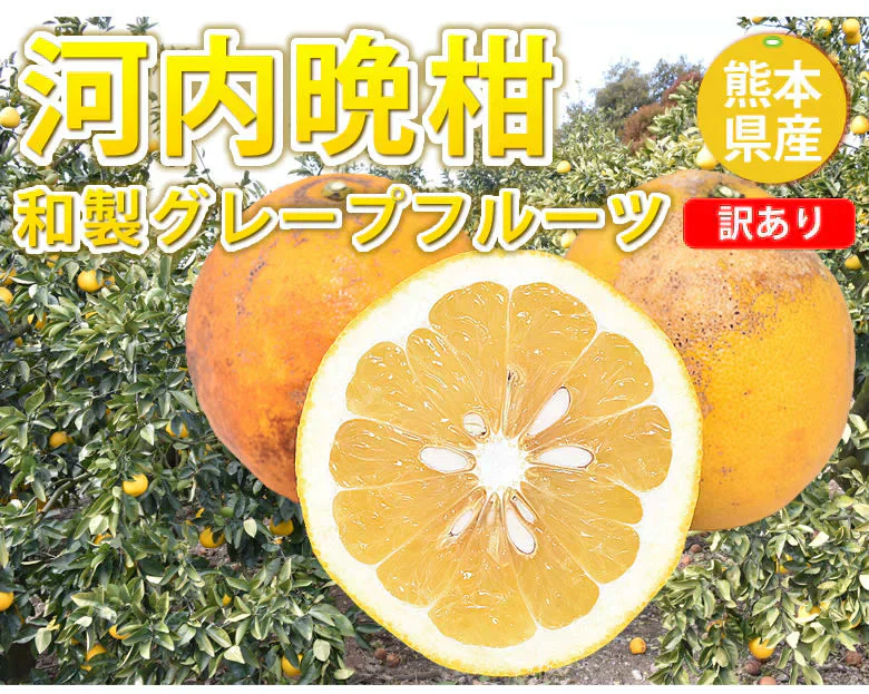 河内晩柑 文旦 みかん 訳あり 和製グレープフルーツ 1.5kg S～3L 晩柑 熊本県産 美生柑 グレープフルーツ