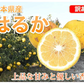 はるか みかん 10kg 箱込（内容量9kg＋補償分500g) 送料無料 訳あり 無選別 熊本県産 はるかみかん ミカン 蜜柑