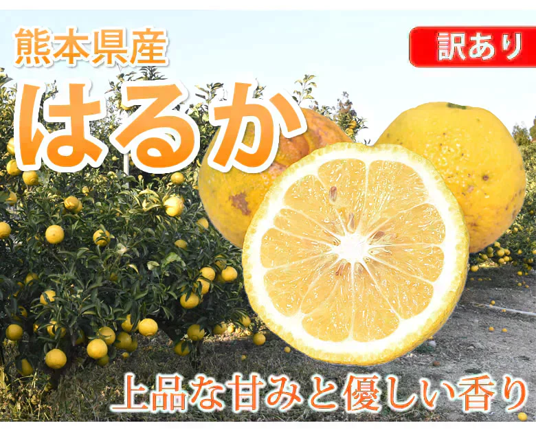 はるか みかん 10kg 箱込（内容量9kg＋補償分500g) 送料無料 訳あり 無選別 熊本県産 はるかみかん ミカン 蜜柑