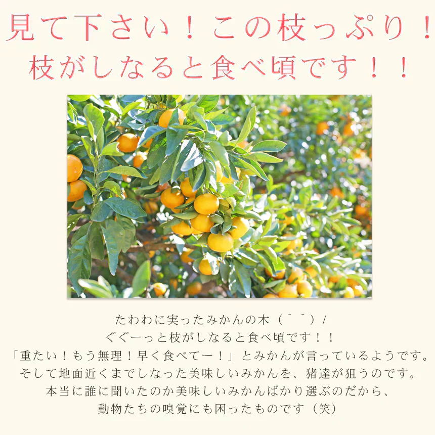 みかん　吉田みかん　１０ｋｇ　ｆ吉１０　家庭用　愛媛　吉田　果物　フルーツ　柑橘　ミカン　蜜柑　　訳あり　送料無料