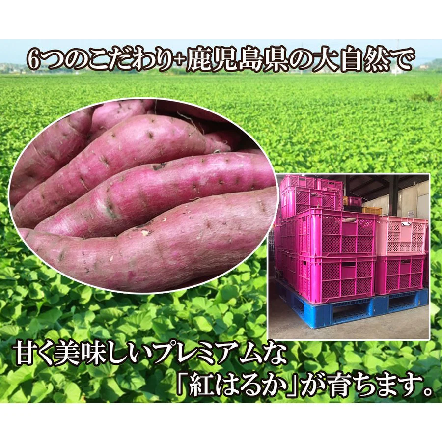 【最安値挑戦祭】焼き芋 さつまいも 紅はるか 1kg サツマイモ 冷凍焼き芋 焼きいも 産地直送 薩摩芋 石焼き芋 芋 いも イモ 鹿児島県産 FJK-003