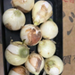 たまねぎ 約900g〜1kg「補償分600g、本商品300g」 60サイズ※全国配送可能【カウシェファーム収穫対象商品】新玉ねぎ
