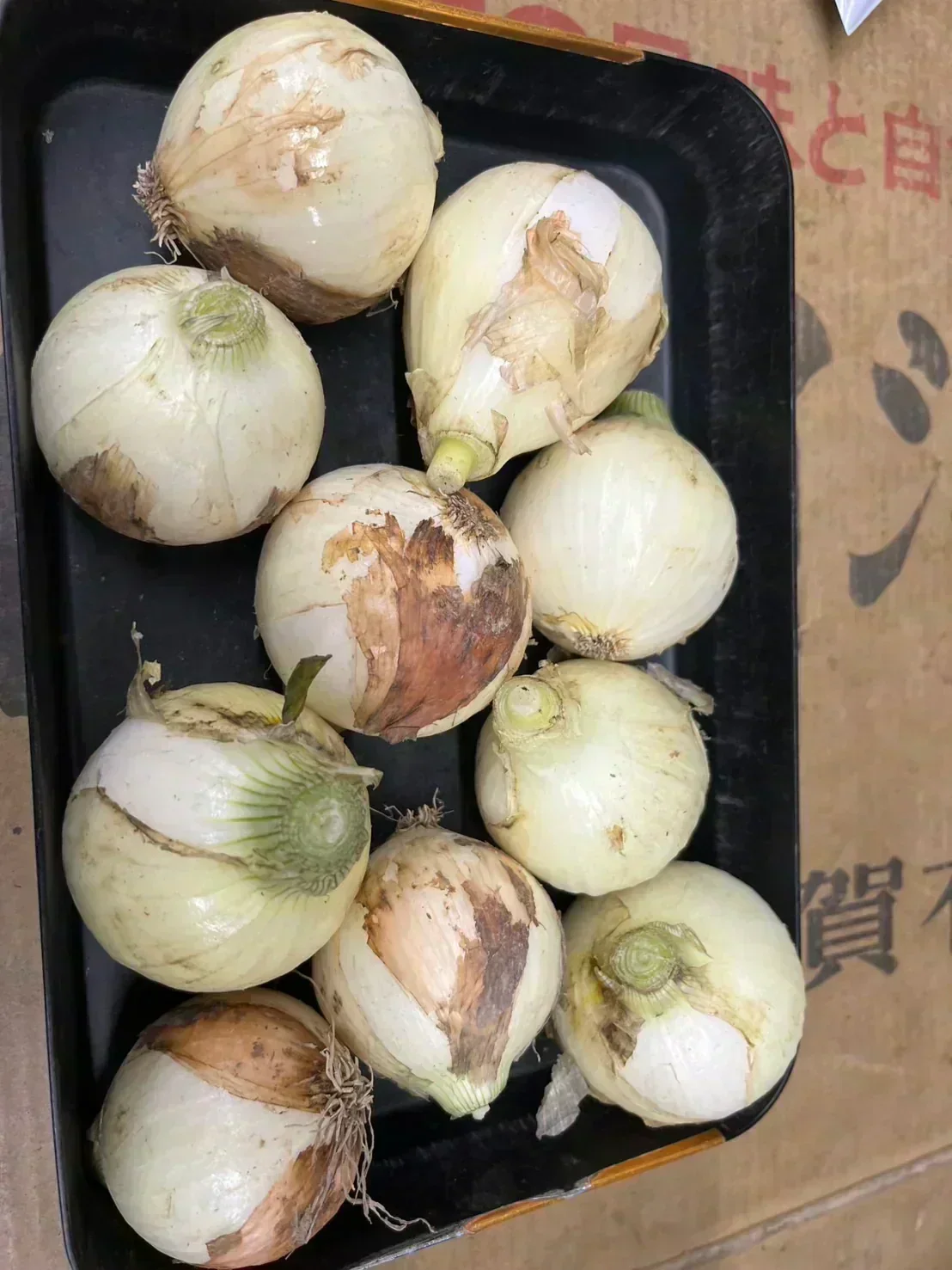たまねぎ 約900g〜1kg「補償分600g、本商品300g」 60サイズ※全国配送可能【カウシェファーム収穫対象商品】新玉ねぎ