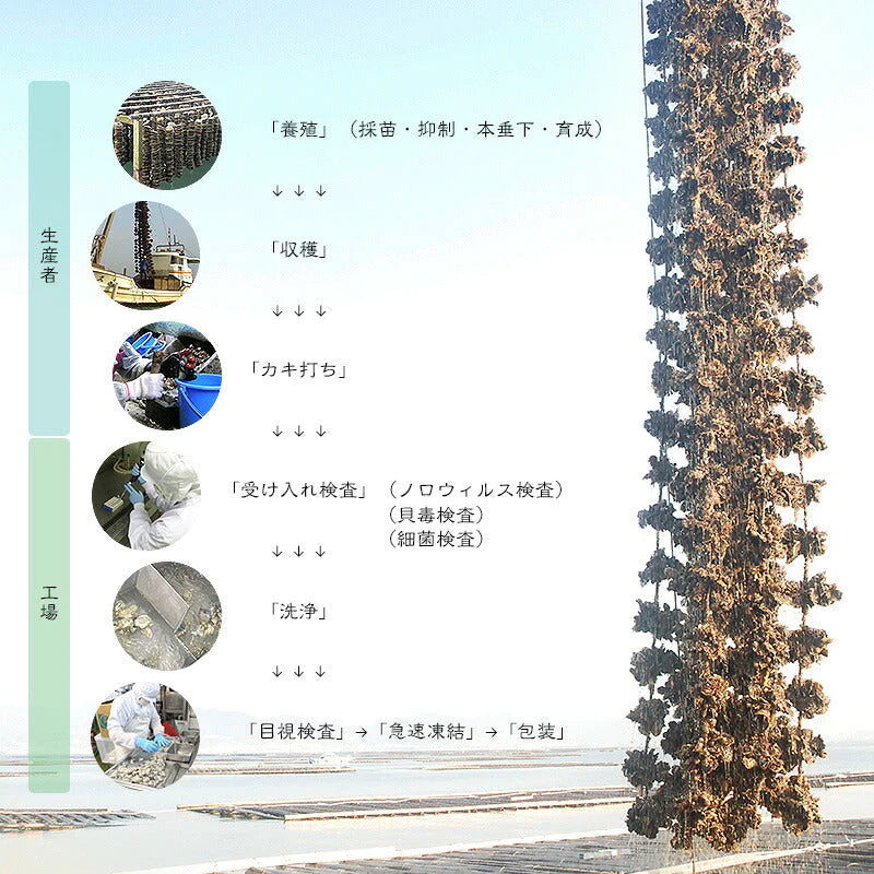 カキ 牡蠣 広島 むき身 かき 剥き身 Lサイズ 1kg 大粒 1キロ 大きい 美味しい 広島かき 冷凍牡蠣 広島カキ 冷凍 広島牡蠣 （解凍後850g/大粒Lサイズ/約40粒前後） 広島県産 グルメ ［送料無料］ 母の日 プレゼント ギフト  母の日思いの 健康 実用的 父の日 子供 孫