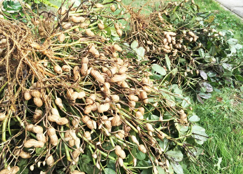 調理前生落花生 最高級品種 千葉半立　むき実 260g