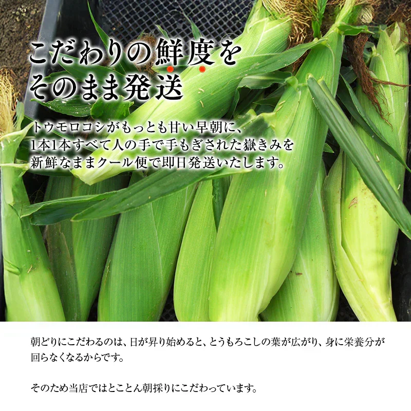 【朝採&産地直送！】青森県産 プレミアムとうもろこし 嶽きみ 12本セット とうもろこし トウモロコシ 野菜 だけきみ