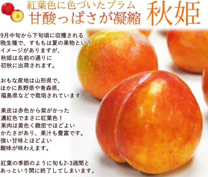 秋姫(あきひめ)プラム 1.5kg前後 8-15玉前後 山形産 ギフト フルーツ 果物 くだもの プラム すもも