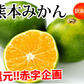 【10月上旬～中旬頃より順次出荷】みかん 5kg 送料無料 訳あり 箱込（内容量4kg＋補償分500g) 無選別 熊本みかん 極早生みかん 早生みかん 温州みかん蜜柑 ミカン