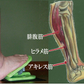 【歩かなくても足は鍛えられる】座ったまま 足踏み ステッパー 健康 高齢者 シニア 足踏み 足腰を鍛える 健康器具 足の運動 リハビリ 足のむくみ ながら運動 在宅ワーク 事務仕事 デスクワーク