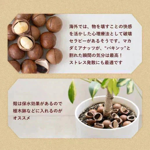 殻付きマカダミアナッツ 300g 送料無料