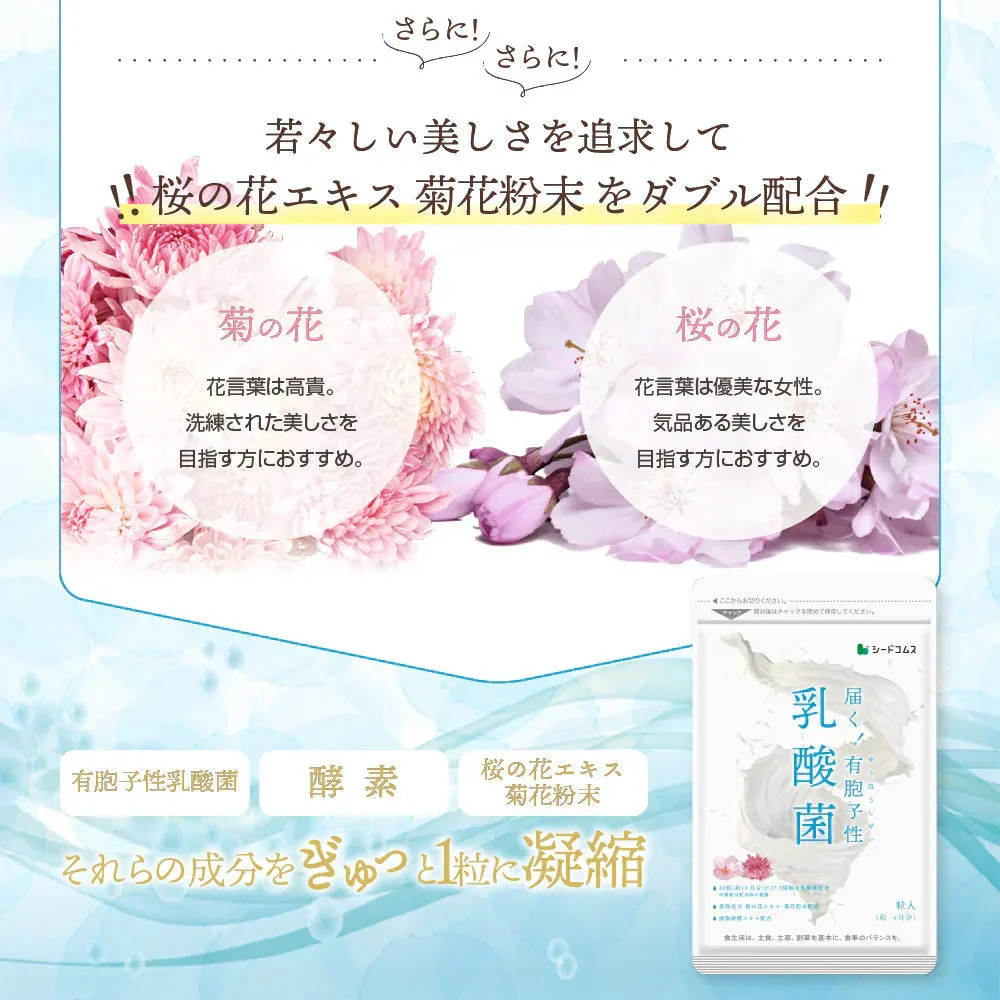乳酸菌《約3ヶ月分》有胞子性乳酸菌ソフトカプセル/ 乳酸菌 高配合 サプリ 桜の花エキス