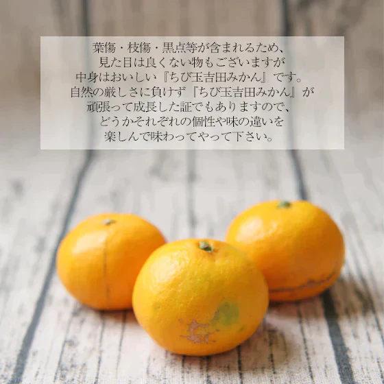 【f男 0802】　男前みかん 8kg×2箱（厳選農園）（多少の枝傷・葉傷・黒点有り）（家庭用・2S～2Lサイズ込み）【送料無料】みかん ミカン 蜜柑 贈答 お歳暮 フルーツ 果物