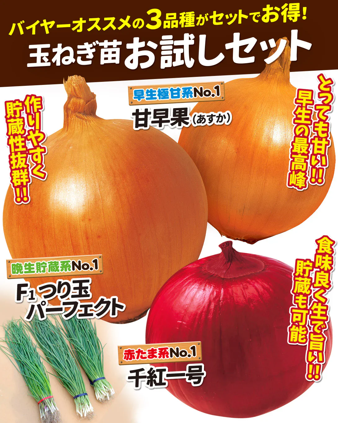 玉ねぎ苗 玉葱苗お試しセット 3種150本