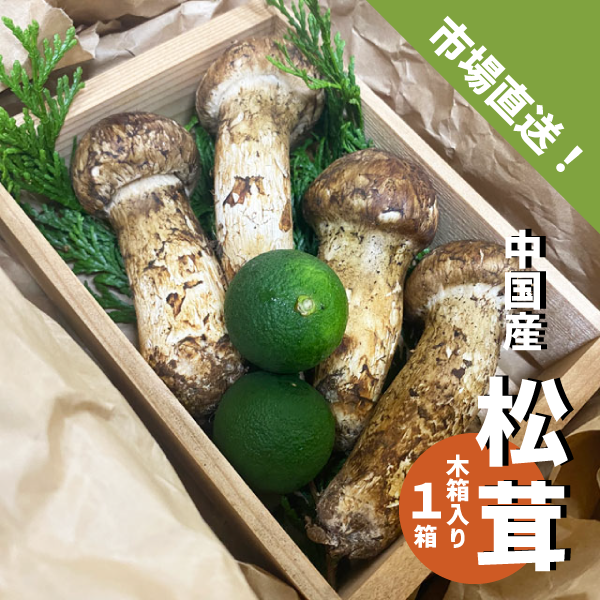 松茸 木箱入り １箱 ３〜４本 中国産 スダチ入り 生松茸 吸い物 炊き込み マツタケ まつたけ ギフト 贈答用