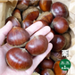 栗 生栗 約１kg ２〜３Lサイズ 栗 くり 栗ご飯 茨城県 敬老の日 国産