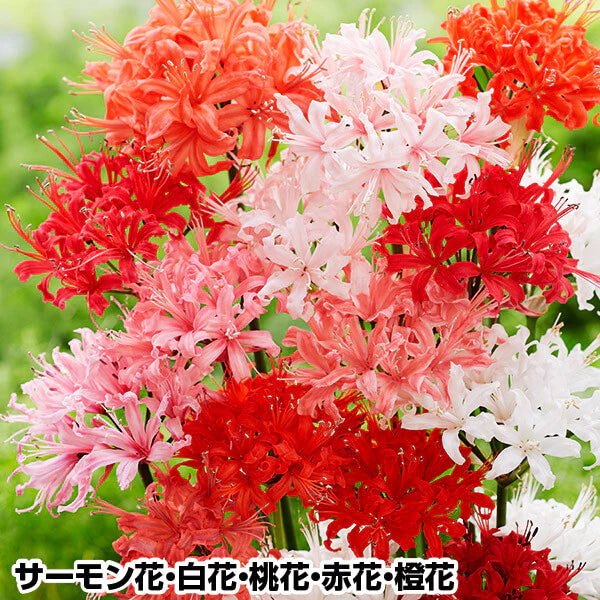夏植え球根 ダイヤモンドリリーセット 5色5球