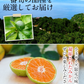 【大容量】熊本県産 訳あり 小玉 みかん 9kg 熊本 送料無料 小玉みかん ミカン フルーツ お取り寄せ 柑橘 フルーツ 果物   《9月中旬-10月中旬頃より発送予定》