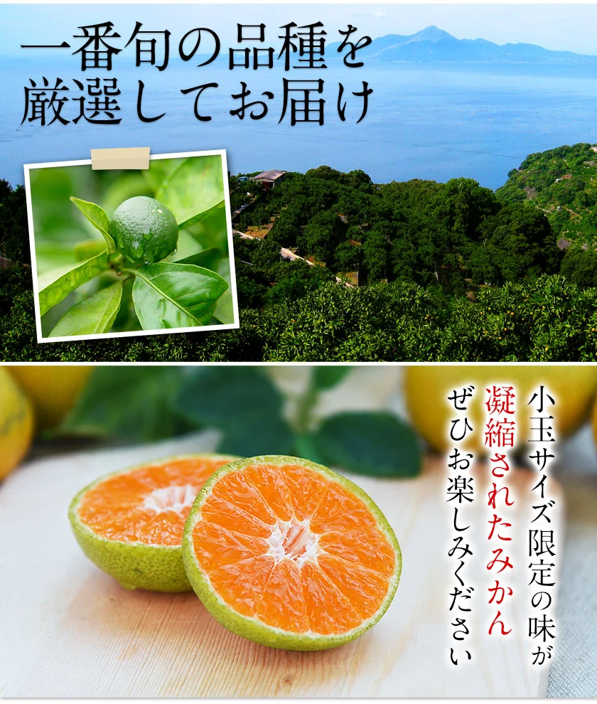 【大容量】熊本県産 訳あり 小玉 みかん 9kg 熊本 送料無料 小玉みかん ミカン フルーツ お取り寄せ 柑橘 フルーツ 果物   《9月中旬-10月中旬頃より発送予定》