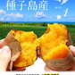【熊本コレクション】さつまいも 種子島産 訳あり 安納芋 1.5kg 送料無料 長期熟成 お菓子 薩摩芋 さつま芋 あんのういも サツマイモ (サイズ大中小不揃い)焼き芋《3-7営業日以内に発送予定(土日祝日除く)》