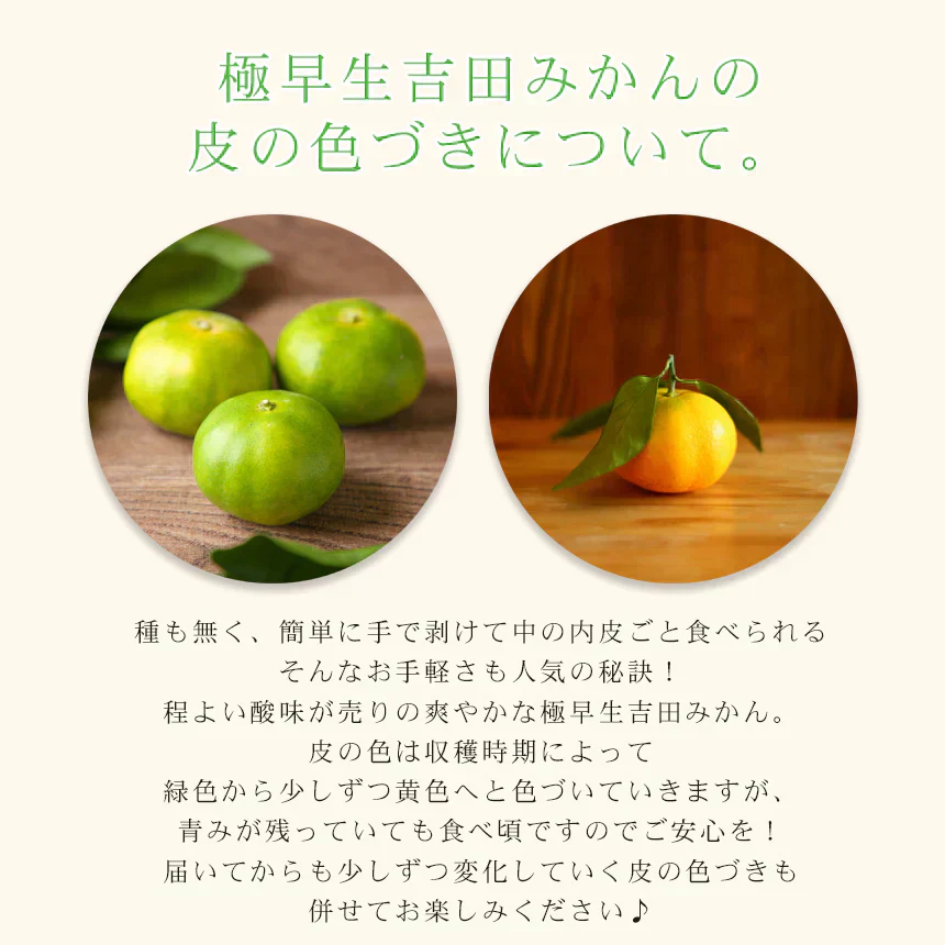 みかん　極早生　2ｋｇ　ｆ極０2　家庭用　中玉　愛媛　吉田みかん　果物　フルーツ　柑橘