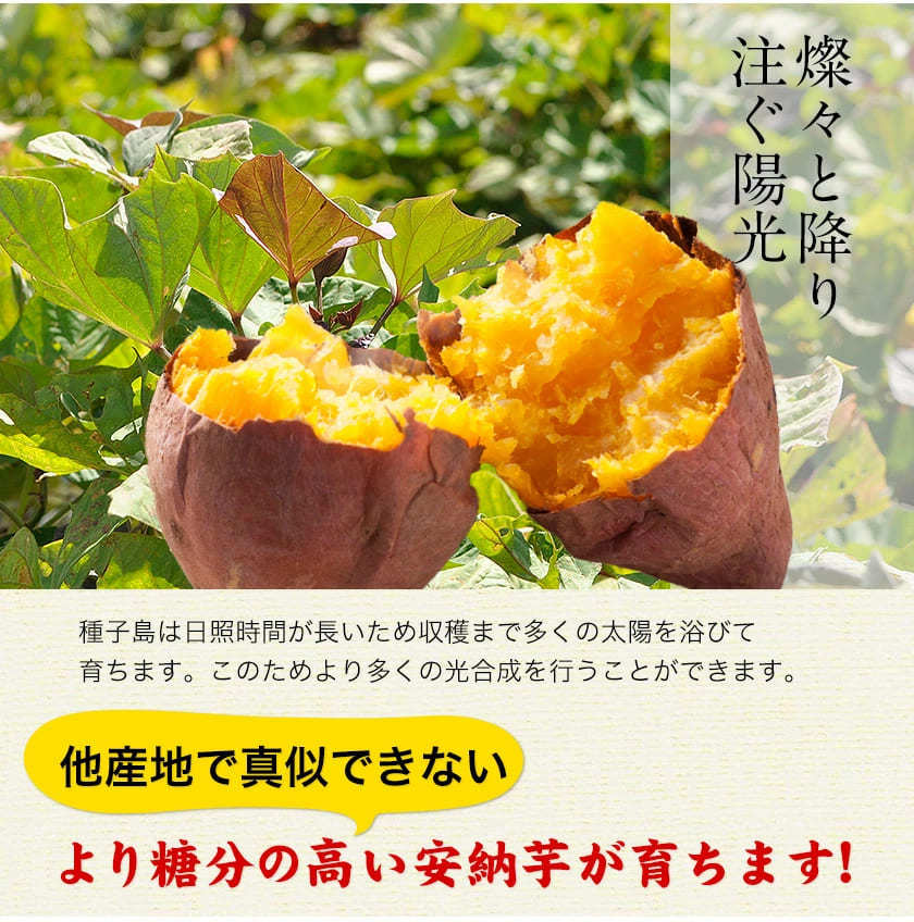 【熊本コレクション】さつまいも 種子島産 訳あり 安納芋 1.5kg 送料無料 長期熟成 お菓子 薩摩芋 さつま芋 あんのういも サツマイモ (サイズ大中小不揃い)焼き芋《3-7営業日以内に発送予定(土日祝日除く)》