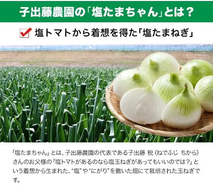 熊本県産 訳あり 塩たまちゃん 玉ねぎ たまねぎ 5kg 【5L-2Sサイズ不選別】 子出藤 (ねでふじ)さん 送料無料 塩タマネギ 新たまねぎ 塩玉ちゃん 塩玉 お取り寄せ お取り寄せグルメ《7-14営業日以内に出荷(土日祝除く)》