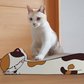 ねこの爪とぎ　居眠りにゃんこ　ミケ◆ 猫 ネコ ねこ にゃんこ 猫用品 ペット ぺっと グッズ 小物 つめとぎ 爪とぎ 爪研ぎ ダンボール 段ボール お洒落 おしゃれ オシャレ 可愛い かわいい カワイイ 猫の日