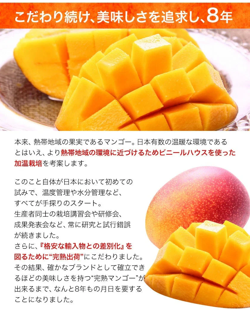 宮崎県産 完熟マンゴー マンゴー 2玉 化粧箱入り (Mサイズ:約240g～約309g) 送料無料 健康 ギフト プレゼント フルーツ 食べ物 贈答 旬の果物 贈答用