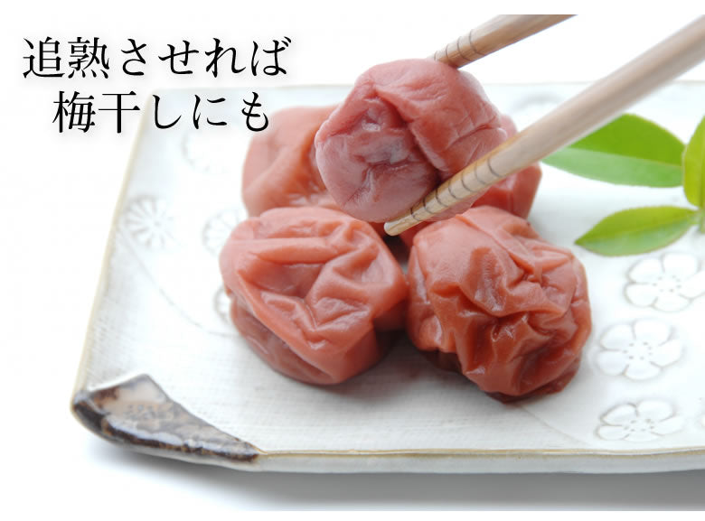 【6月上旬～中旬頃より順次出荷】南高梅 梅 送料無料 秀品 1.5kg クール便でお届け 熊本県産 最高級品種 ウメ 梅酒 フルーツ