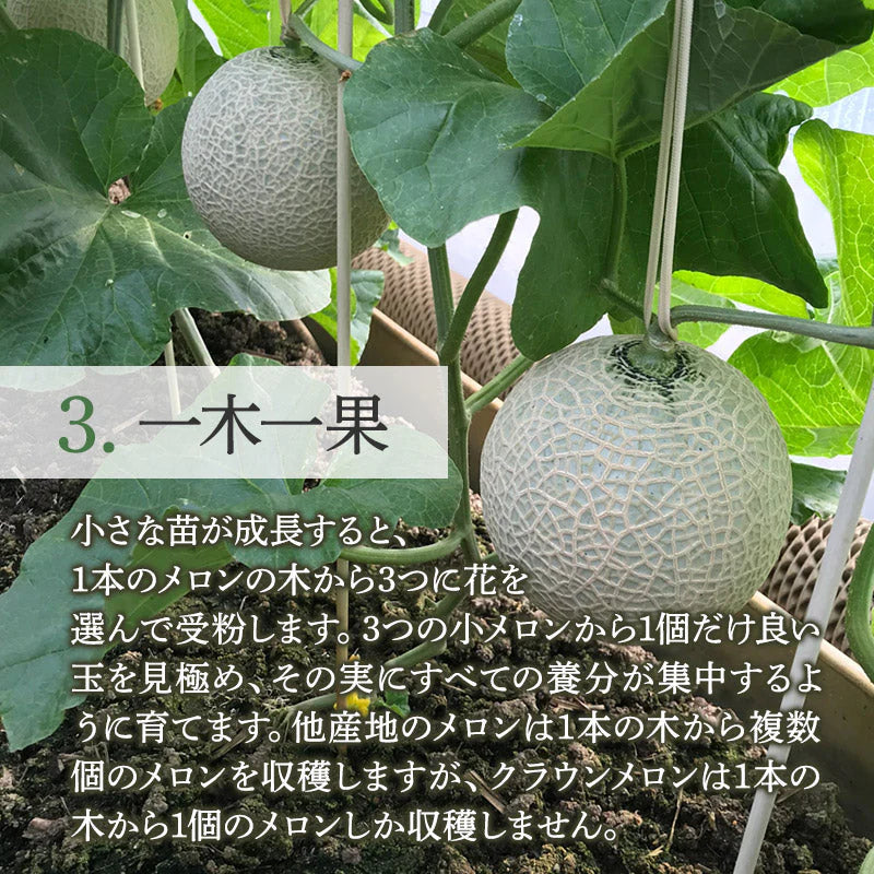【豊洲市場直送】静岡県産クラウンメロン 1玉