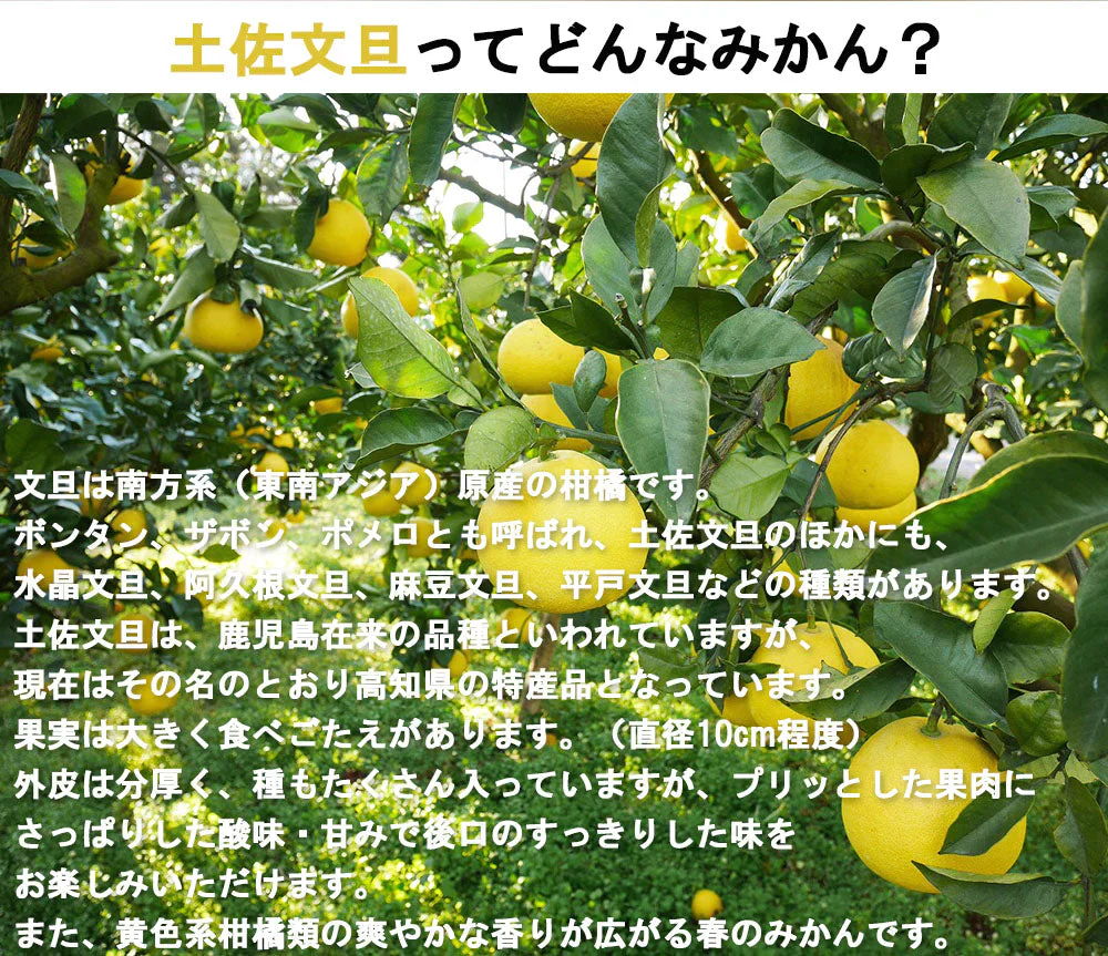 土佐文旦 中玉 4kg 送料無料 ご家庭用 箱買い サイズミックス みかん 柑橘 フルーツ 果物 産地直送 愛媛県産 YDF-007