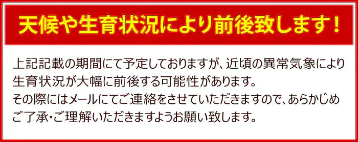【遅れてゴメン母の日ギフト順次発送】さくらんぼ佐藤錦L玉以上16粒オリジナルギフト箱詰めカーネーション1本と母の日カード付き山形県より直送