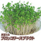 種 野菜たね ブロッコリー ブロッコリースプラウト 1袋（40ml）[発送は翌年1月～となります。]