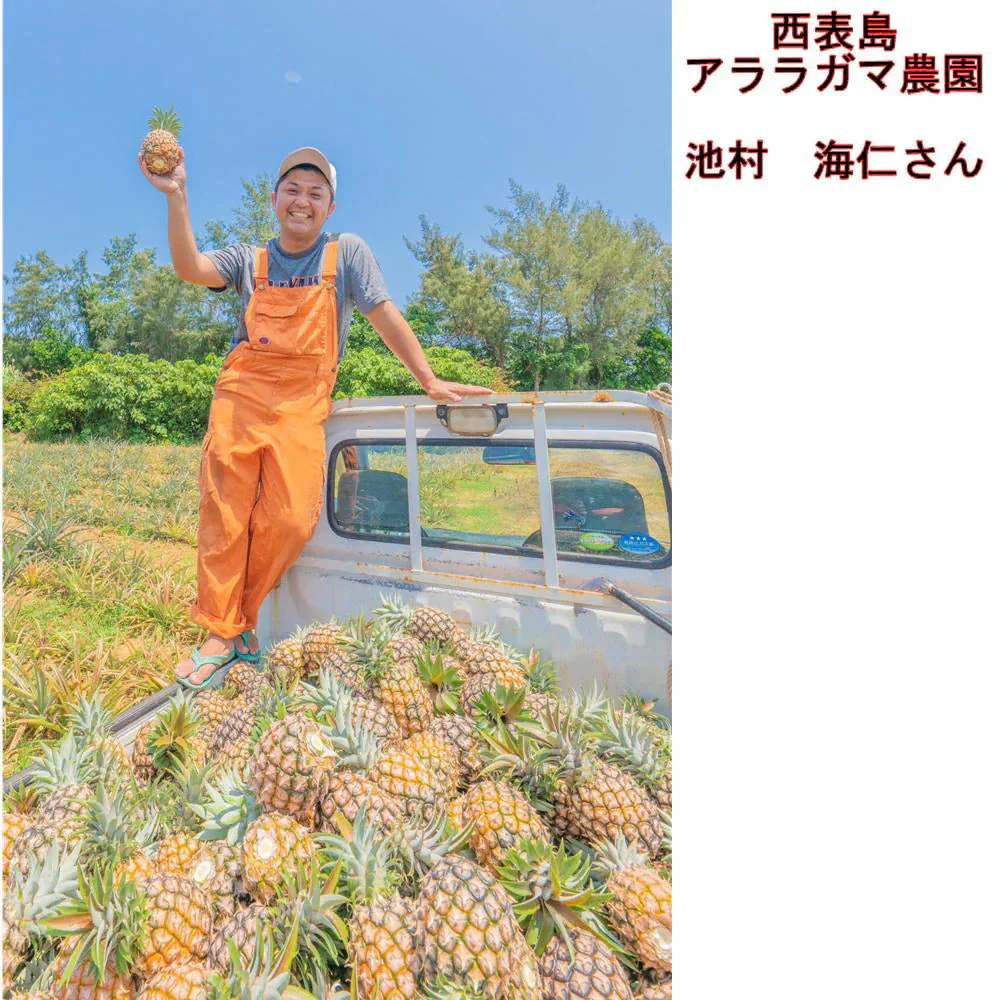 ピーチパイン　3ｋｇ（3〜8本）　西表島産　アララガマ農園　ソフトタッチ　ミルクパイン　パイナップル　パイン　80サイズ