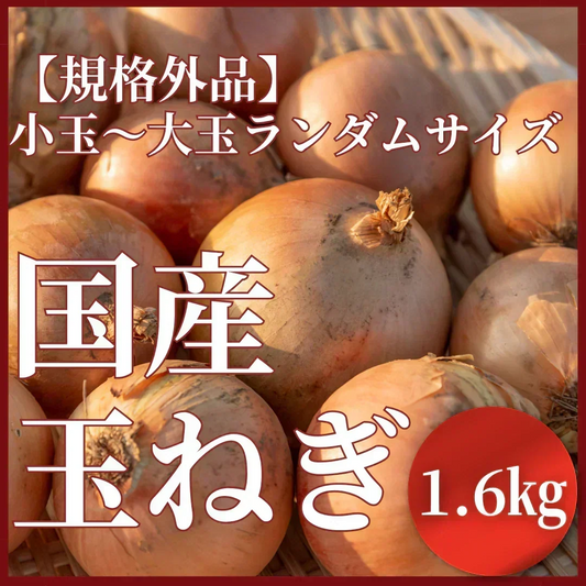 【規格外品】国産たまねぎ1.6kg（最低保証1.5kg）サイズランダム　玉葱 玉ねぎ タマネギ サラダ カレー 和食 野菜 惣菜 送料無料【カウシェファーム収穫対象商品】