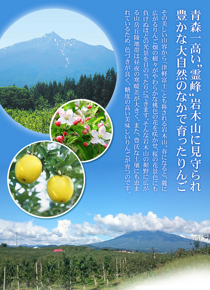 特選 青りんご 10kg 品種おまかせ  青森産 ご家庭用【10月上旬発送】