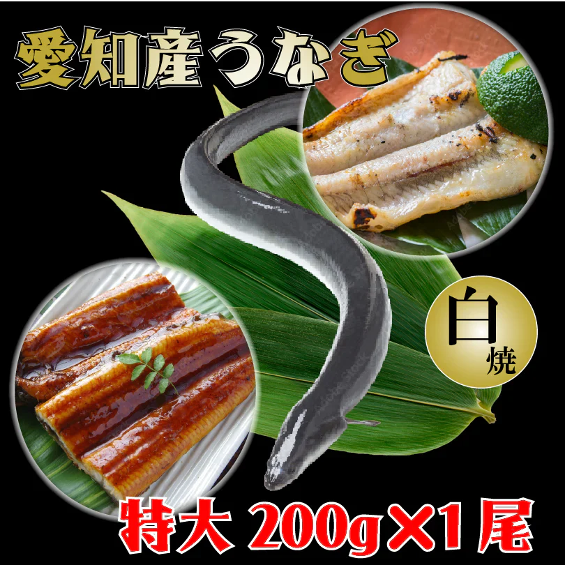 【送料無料】愛知産★活うなぎの白焼き　特大　200g×1尾　鰻　ウナギ　白焼き