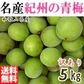 (6月下旬から順次発送の予約販売)  青梅 訳あり 5ｋｇ 生梅 訳あり S〜2Lサイズ 和歌山県産 朝取り 送料無料 高級ブランド 人気 サイズ混合