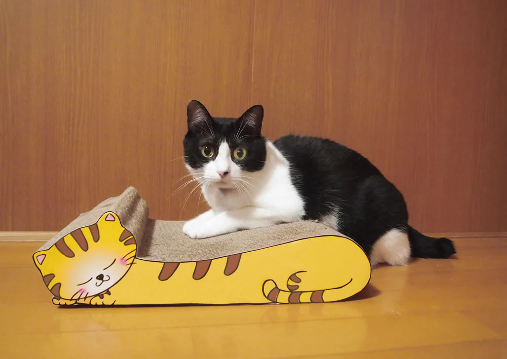 ねこの爪とぎ　居眠りにゃんこ　茶トラ◆ 猫 ネコ ねこ にゃんこ 猫用品 ペット ぺっと グッズ 小物 つめとぎ 爪とぎ 爪研ぎ ダンボール 段ボール お洒落 おしゃれ オシャレ 可愛い かわいい カワイイ 猫の日