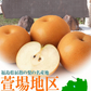 福島県産　梨　なし　5kg箱　★秀品★品種おまかせ