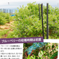 東北産 冷凍ブルーベリー１kg